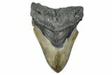 Serrated, Fossil Megalodon Tooth - North Carolina #343393-1
